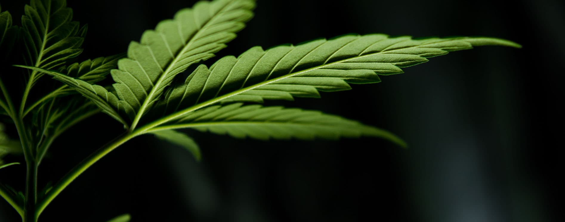 Green leaf background